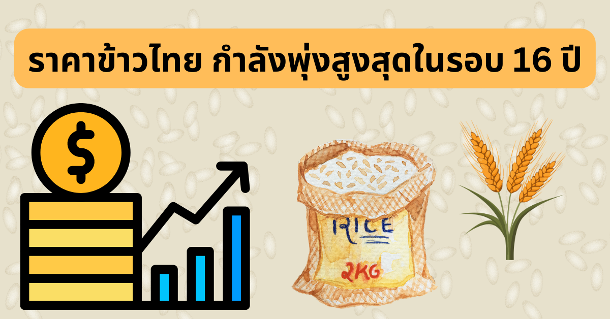 ราคาข้าวไทย กำลังพุ่งสูงสุดในรอบ 16 ปี ราคา ข้าวไทยในซิดนีย์